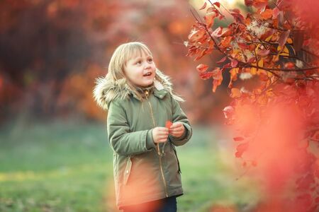 A cheerful child walks in the autumn in a garden with trees covered with a yellow leaf.の写真素材