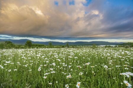 Panorama of Alpine field with daisies with blue sky. Place of writing.の写真素材