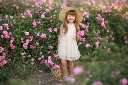 Set in a natural wild field with roses girl 6 years old collects a bouquet of roses.の写真素材