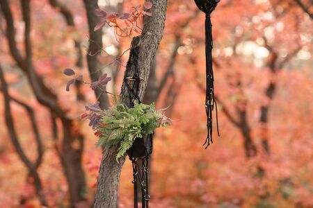 The trunk of a young tree against the background of red fallen leaves in the forest.