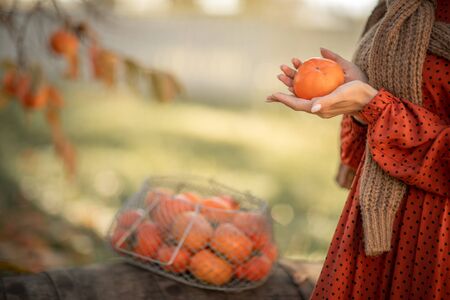 A woman harvests ripe tangerine trees. Ripe citrus trees.の写真素材