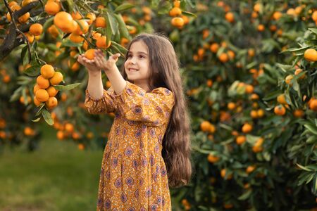 The girl stands in the garden with tangerines and prepares to harvest a ripe harvestの写真素材
