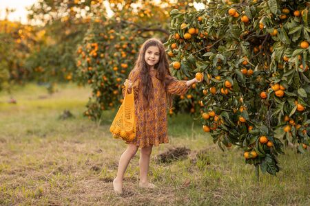 The girl stands in the garden with tangerines and prepares to harvest a ripe harvestの写真素材