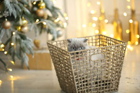 Photo of a New Years gift of a soft fluffy kitten petの写真素材