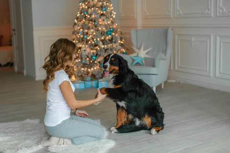 An adult woman in warm knitted socks and pajamas plays Christmas eve with her pet in a room on the floorの写真素材
