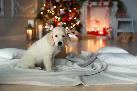 Cute baby with a white golden labrador on the background of Christmas decorationsの写真素材