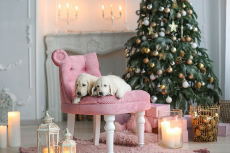 Christmas photo of two young labradors on a chair under a new year treeの写真素材