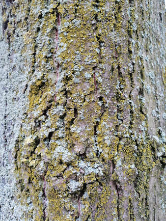 Gray tree bark textured background images. Mossy tree bark