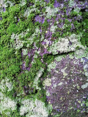 Close up of gray old wood with mossy textured patternの写真素材