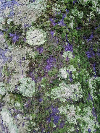 Close up of gray old wood with mossy textured patternの写真素材