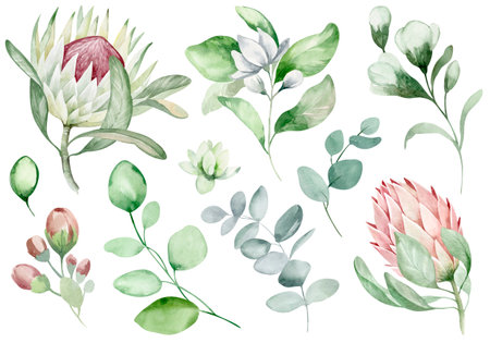 Watercolor set of protea flowers, eucalyptus leaves, green leaves. Hand drawn illustration isolated on white backgroundの写真素材