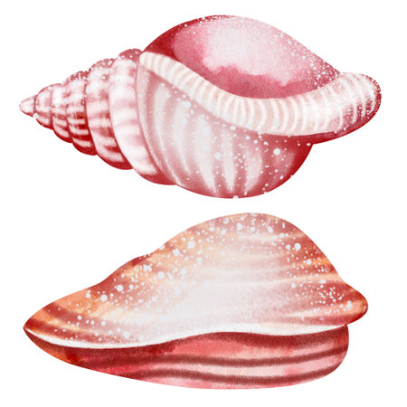 Watercolor seashells set. Hand drawn illustration isolated on white background