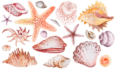 Set of watercolor seashells and starfish isolated on white backgroundの写真素材