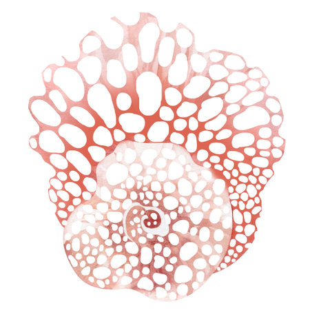 Seashell. Hand drawn watercolor illustration on white background.の写真素材