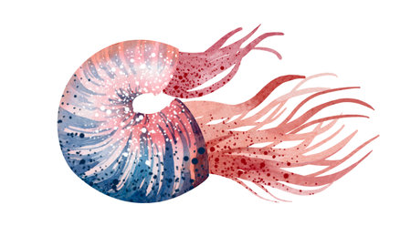 Set of Seashells on isolated white background, watercolor illustration, sea clipartの写真素材