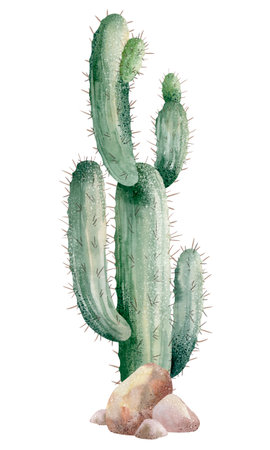 Watercolor cactus isolated on white background. Hand drawn illustration.の写真素材