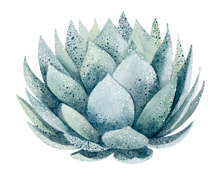 Watercolor succulent isolated on white background. Hand drawn illustration.の写真素材