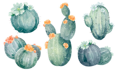 Watercolor cactus set. Hand drawn cacti isolated on white background.の写真素材