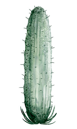Watercolor cactus isolated on white background. Hand drawn illustration.の写真素材