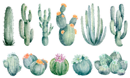 Watercolor cactuses set isolated on white background. Hand drawn illustrationの写真素材
