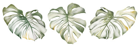 Tropical foliage watercolor set. Monstera leaves and jungle plants on a white background. Greenery exotic elements of fresh natural decorations.の写真素材