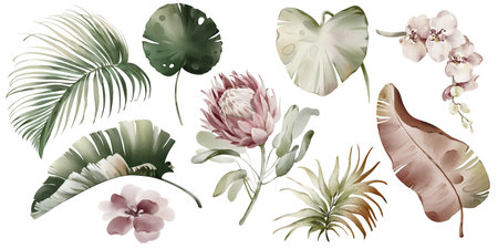 Tropical elements of leaves and flowers. Watercolor Australian plants.Set of exotic green palm vegetation. Palm branch and protea on a white background. Orchid and banana leaf.の写真素材