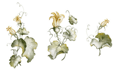 Watercolor botanical illustration of gourds and vines. Delicate yellow blossoms and lush green foliage create a vintage-inspired autumnal scene. Perfect for home decor and seasonal designs.の写真素材