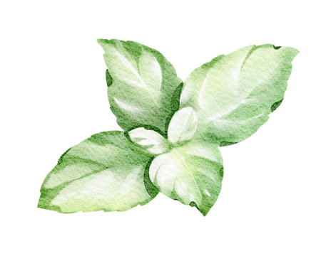 Watercolor Botanical Illustration of Mint leaf Green color. Peppermint for tea packaging and label. Fresh plant drawing on white background for postcard decoration and summer design.の写真素材