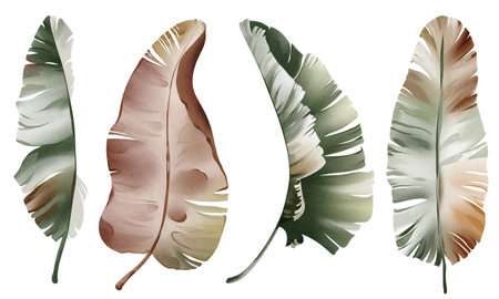 Watercolor set banana leaf isolated on white background. Tropical botanical plant. Hand-drawn Illustration foliage isolated for cards, invitations, weddings and others. Floral eの写真素材