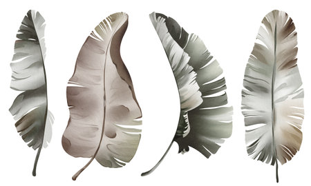 Watercolor set dry banana leaf isolated on white background. Tropical botanical plant. Hand-drawn Illustration foliage isolated for cards, invitations, weddings and others. Floral element palm leave.の写真素材