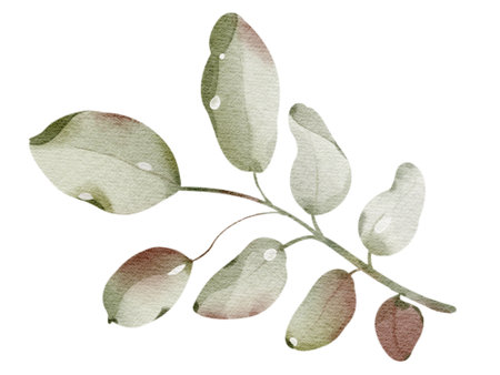 Watercolor hand drawn rowanberry leaf. Drawing of plant close up. Green autumn leaf. Botanical decoration for tea packaging design and card, logo, label print. Herbarium decoration.の写真素材