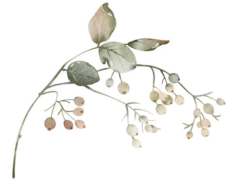 Watercolor berries herbarium unripe viburnum on a stem isolated illustration. Element for Autumn or wedding stationery. Botanical Medicine plant for tea packaging design and card, logo, label print.の写真素材