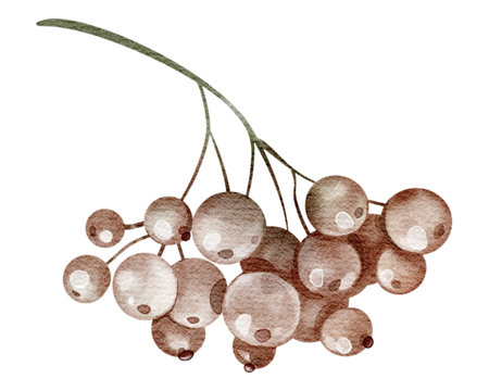 Watercolor Rowan Branch isolated close up illustration. Botanical Hand drawn illustration. For printing on cards, notebooks, dishes, stickers. Clusters of red berries and feathery green leaves.の写真素材