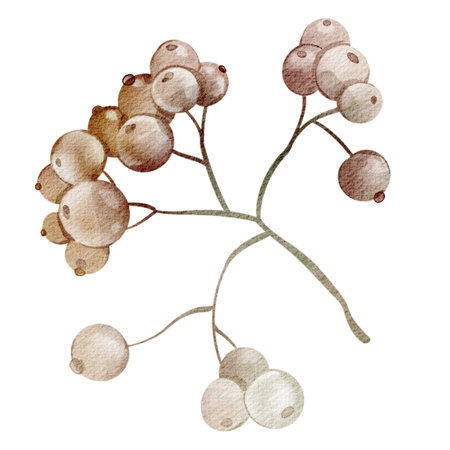 Watercolor Rowan Branch isolated close up illustration. Botanical Hand drawn illustration. For printing on cards, notebooks, dishes, stickers. Clusters of red berries and feathery green leaves.の写真素材