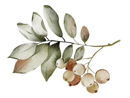 Watercolor Rowan Branch isolated close up illustration. Botanical Hand drawn illustration. For printing on cards, notebooks, dishes, stickers. Clusters of red berries and feathery green leaves.の写真素材