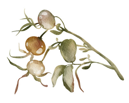 Watercolor illustration of Rosehip on isolated background. Berries twig of medical plant hand drawn. Medicine rosehip for tea packaging design and card, logo, label print. Botanical decoration.の写真素材