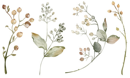 Watercolor berries herbarium unripe viburnum on a stem isolated illustration. Element for Autumn or wedding stationery. Botanical Medicine plant for tea packaging design and card, logo, label print.の写真素材