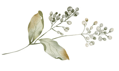 Watercolor berries herbarium unripe viburnum on a stem isolated illustration. Element for Autumn or wedding stationery. Botanical Medicine plant for tea packaging design and card, logo, label print.の写真素材