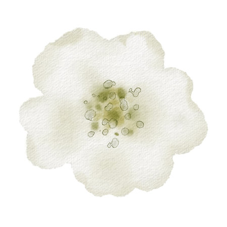 White mini flower simple watercolor illustration. Floral Hand drawn for rose, Wedding invitation or Baby birthday card. Botanical bud isolated on white background. Plant element for kids design.の写真素材