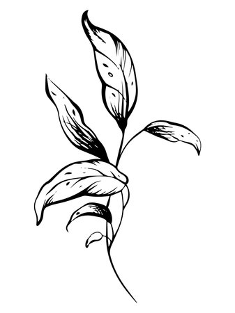 Minimal botanical illustration of herb and leave. Hand-drawn linear design with black ink and isolated elements for greeting cards, wedding invitations. Perfect for vintage or minimalistic logotypes.のイラスト素材