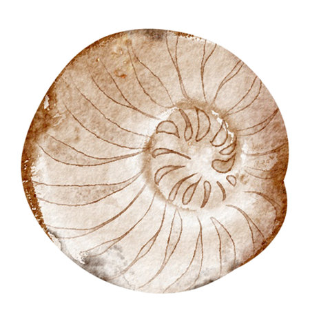 Watercolor illustration seashell on white background. Hand drawn painting of wild underwater conch. Marine or ocean undersea life. Drawing shellfish for marine life holiday celebraの写真素材