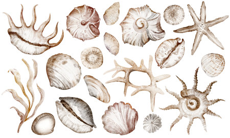 Watercolor set Seashells and starfish on isolated background. Nautical Bundle with corals and Sea Shells for wrapping paper or textile design. Collection Marine Elements for design for icon or logo.の写真素材