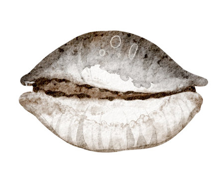 Watercolor illustration seashell on isolated background. Hand drawn element underwater conch for sticker. Drawing of Sea Shell for nursery wall art. Shell for greeting cards or invitations.の写真素材