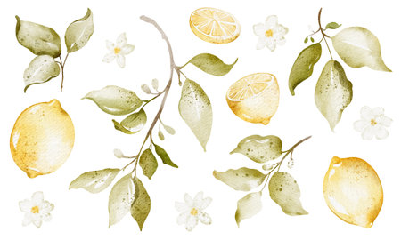 Lemons Watercolor set on isolated background. Fruit Summer clipart with citrus food for wrapping paper or textile design. Collection elements plant for design icon, logo.の写真素材