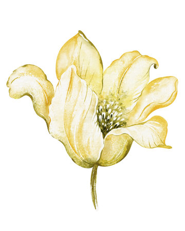 Watercolor illustration of a single yellow flower with delicate petals. Botanical drawing of a blooming lily on a soft background. Elegant floral design for greeting cards or home decor.の写真素材