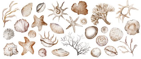 Watercolor clipart set of seashells, starfish, and coral in tropical marine style. Hand-drawn oceanic elements for beach design, summer decor, cards, and invitations. Isolated illustrations on white.の写真素材