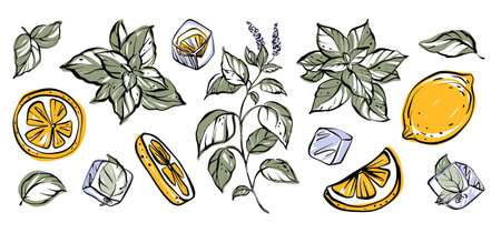 Refreshing summer vector clipart set with mint leaves, citrus slices, and ice cubes. Hand drawn juicy elements in green and yellow. Perfect for drinks, postcards, and cool food designs.のイラスト素材