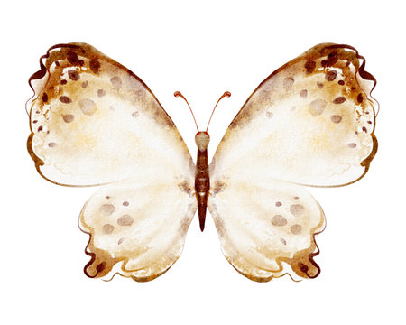 Hand drawn watercolor illustration of a butterfly with open wings. Isolated on white background. Suitable for cards, invitations, prints, and nursery design.の写真素材