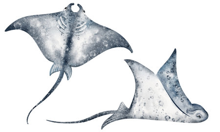 Watercolor illustration of stingrays swimming underwater. Hand drawn sea animals, aquatic life,...