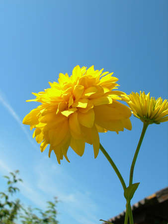 Yellow flowers on a background of the blue skyの写真素材